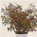 VARA ARTIFICIAL PYRACHANTHA NADAL 76cm FOIMPEX (1 UD)